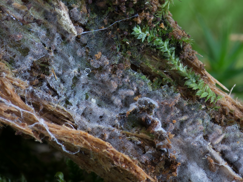 Phlebiella fibrillosa